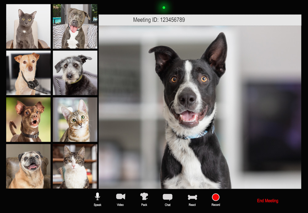 video-conferencing-blog